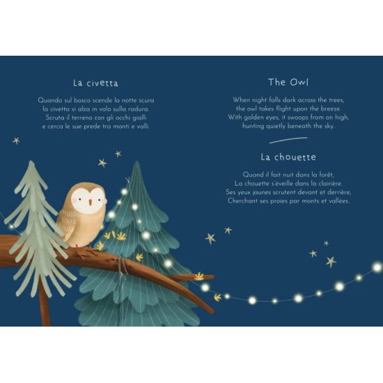 Magnetic box set and book - La forêt - Sassi